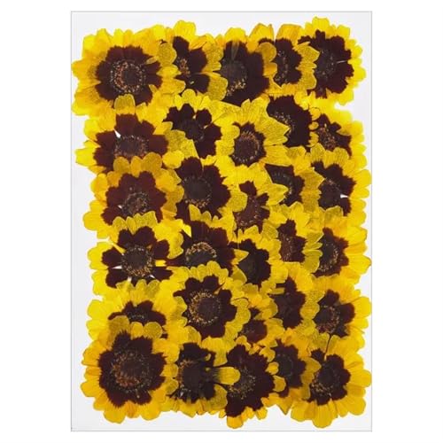 GMGQJST Trockenblumen Getrocknete Blumen for DIY-Kunsthandwerk, Epoxidharz, Kerzenherstellung, ewige Blumen, Lesezeichen, gepresste Blumen, Heimdekoration, Kunsthandwerk(Dried Flowers 15) von GMGQJST