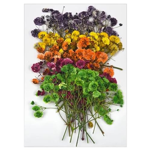 GMGQJST Trockenblumen Getrocknete Blumen for DIY-Kunsthandwerk, Epoxidharz, Kerzenherstellung, ewige Blumen, Lesezeichen, gepresste Blumen, Heimdekoration, Kunsthandwerk(Dried Flowers 17) von GMGQJST