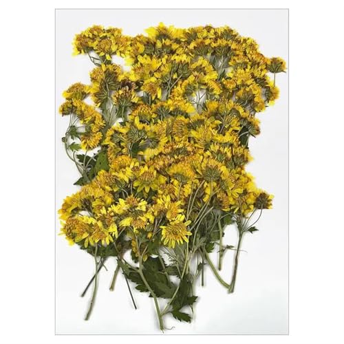 GMGQJST Trockenblumen Getrocknete Blumen for DIY-Kunsthandwerk, Epoxidharz, Kerzenherstellung, ewige Blumen, Lesezeichen, gepresste Blumen, Heimdekoration, Kunsthandwerk(Dried Flowers 18) von GMGQJST