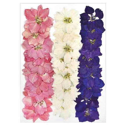 GMGQJST Trockenblumen Getrocknete Blumen for DIY-Kunsthandwerk, Epoxidharz, Kerzenherstellung, ewige Blumen, Lesezeichen, gepresste Blumen, Heimdekoration, Kunsthandwerk(Dried Flowers 20) von GMGQJST