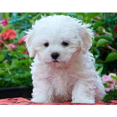 GOKSOY 5D Diamond Painting DIY Set Maltesischer Hund Full Drill Diamant Painting Bilder für Bastelset Erwachsene Kreuzstich Diamant Malerei Kits Rhinestone Mosaik Deko Wohnzimmer 25x35cm/10x13inch GOKSOY 5D Diamond Painting DIY Set Maltesischer Hund Full Drill Diamant Painting Bilder für Bastelset Erwachsene Kreuzstich Diamant Malerei Kits Rhinestone Mosaik Deko Wohnzimmer 25x35cm/10x13inch von GOKSOY