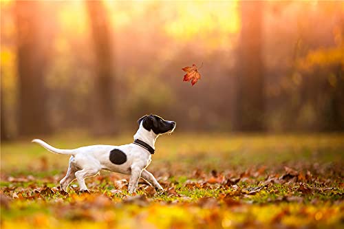 GOLDFI DIY 5D Diamond Painting Kits – Jack Russell Terrier, der zwischen Ahornblättern spazieren geht – DIY Strass Stickerei Kreuzstich Malerei, Weihnachtsgeschenke für Freunde und Kinder 30 × 40 cm GOLDFI DIY 5D Diamond Painting Kits – Jack Russell Terrier, der zwischen Ahornblättern spazieren geht – DIY Strass Stickerei Kreuzstich Malerei, Weihnachtsgeschenke für Freunde und Kinder 30 × 40 cm von GOLDFI