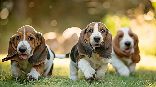GOLDFI Diamond Painting Art Kits für Erwachsene Kinder – Basset Hound Familienmitglieder – DIY Strass Stickerei 5D Vollbohrer Kreuzstich Kunsthandwerk für Wohnkultur 30×40cm GOLDFI Diamond Painting Art Kits für Erwachsene Kinder – Basset Hound Familienmitglieder – DIY Strass Stickerei 5D Vollbohrer Kreuzstich Kunsthandwerk für Wohnkultur 30×40cm von GOLDFI