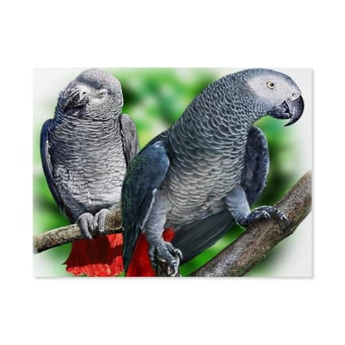 GSBRSNTS 3D DIY Diamond Painting Set，Graupapagei，Runder Diamant-Kreuzstich, handgestickte Familie Wanddekoration Malerei（30 x 40 cm/11.81 x 15.74 Zoll）-D27 von GSBRSNTS