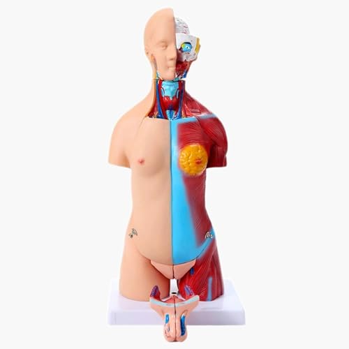 GUHPZA Lebensgroßer Unisex-Puppen-Medizintorso, 23 Abnehmbare Teile, Gliederpuppe, 33,4 Zoll Torso-Anatomiemodell Für Medizinstudenten, Labore Und Klassenzimmer von GUHPZA