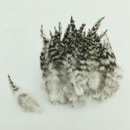 GUOZHAN 100 Stück natürliche Cuckoo Maran Hühnerfedern, 10,2–15,2 cm, DIY-Bastelartikel, ungefärbt, für Dekorationszwecke (1 Packung) von GUOZHAN