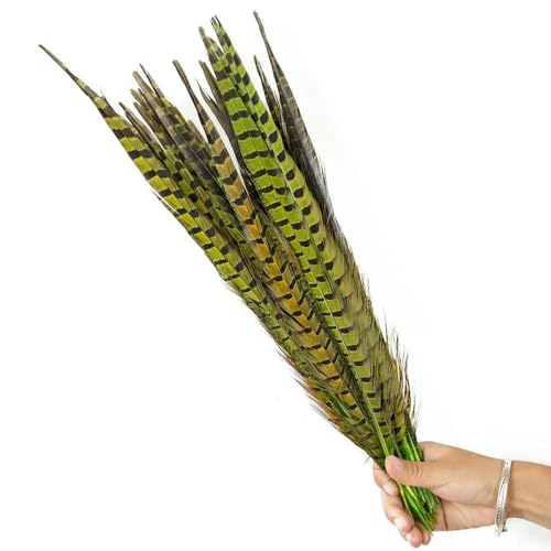 GUOZHAN Mehrfarbige Fasanenschwanzfedern 40–45 cm, DIY-Bastelschmuck, Partykostüm, Karneval, Hühnerfeder, Kopfschmuck, Dekoration GUOZHAN Mehrfarbige Fasanenschwanzfedern 40–45 cm, DIY-Bastelschmuck, Partykostüm, Karneval, Hühnerfeder, Kopfschmuck, Dekoration von GUOZHAN