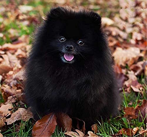 DIY Diamond Painting Stickerei Kits Schwarz Pomeranian 5D Diamond Art Kreuzstich Kristall Kreis Kunstharz Leinwand Heimdekoration 40×50cm von GWYDYB