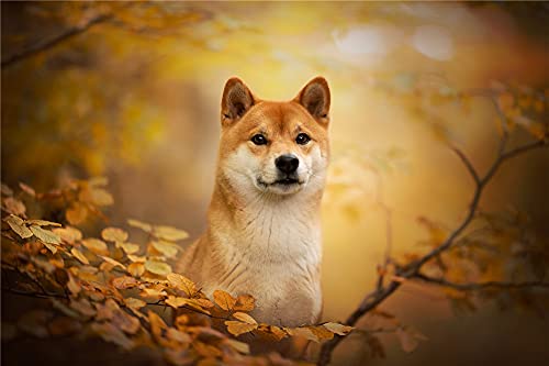 Diamant Malerei Kits für Erwachsene, Kinder Shiba Inu Hund Tier DIY 5D Diamond Painting Arts Craft für Home Wall Decor Geburtstagsgeschenke 30×40cm von GWYDYB