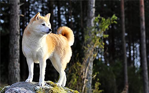GWYDYB Diamant Malerei Kits für Erwachsene, Kinder Shiba Inu Hund Tier DIY 5D Diamond Painting Arts Craft für Home Wall Decor Geburtstagsgeschenke 40×50cm von GWYDYB