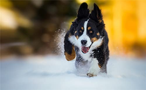 GWYDYB Diamond Painting Art Kits für Erwachsene Kinder, Berner Sennenhund im Winter Schnee DIY Strass Stickerei 5D Vollbohrer Kreuzstich Kunsthandwerk für Wohnkultur 40×50cm GWYDYB Diamond Painting Art Kits für Erwachsene Kinder, Berner Sennenhund im Winter Schnee DIY Strass Stickerei 5D Vollbohrer Kreuzstich Kunsthandwerk für Wohnkultur 40×50cm von GWYDYB