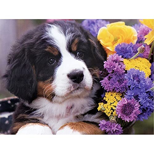 GWYDYB Neu Malen nach Zahlen für Erwachsene Kinder - Berner Sennenhund - DIY Digital Malen nach Zahlen Kits auf Leinwand 40×50cm GWYDYB Neu Malen nach Zahlen für Erwachsene Kinder - Berner Sennenhund - DIY Digital Malen nach Zahlen Kits auf Leinwand 40×50cm von GWYDYB