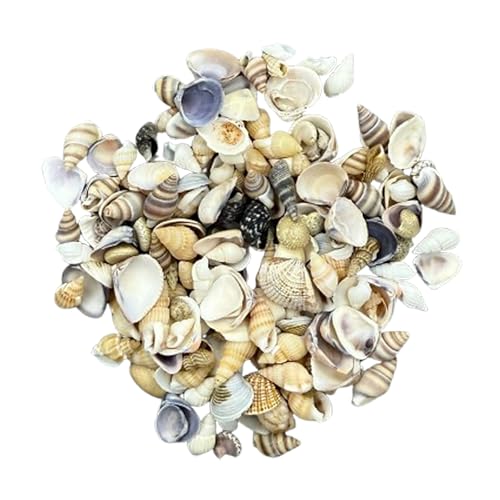 Galenecx Muscheln, 10 Stile Natürlichen Muschel Perlen, Gemischte Mussels, Bastelnmuscheln, Deko Muscheln, Ideal zum Basteln, für Deko Oder zum Schmuckherstellung (Etwa 200g) von Galenecx