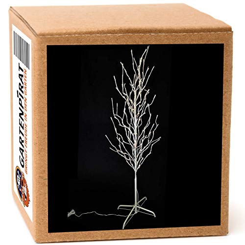 Gartenpirat LED-Baum Birke weiß 160 cm hoch 200 LED warmweiß LED-Lichterbaum innen außen Gartenpirat LED-Baum Birke weiß 160 cm hoch 200 LED warmweiß LED-Lichterbaum innen außen von Gartenpirat