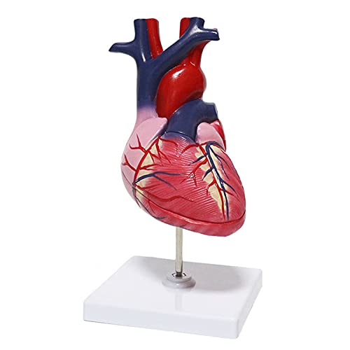 1: 1 menschliches Herzmodell, menschliches Herzanatomiemodell, 2-teilige Herzmodelle Anatomie, lebensgroßes medizinisch von Generic
