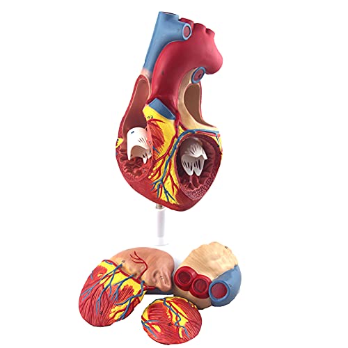 1:1 menschliches Herzmodell, 3D-Herzmodell, menschliches anatomisches Herzmodell 4 Teile, medizinisches Herzmodell zeig von Generic