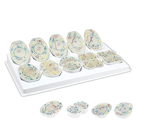 10.000-faches Tier-Meiose-3D-Modell, 10-Stufen-Meiose-Demonstration, Biologie, Klassenzimmer, Zellteilung, dreidimension von Generic