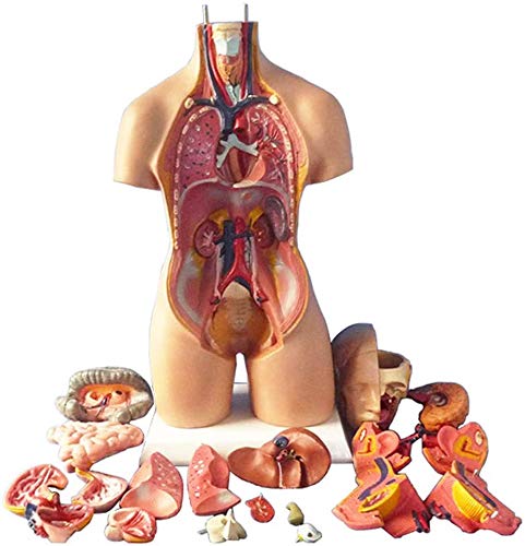 28/45/55 cm Vorlage für den menschlichen Torso, Anatomiemodell des menschlichen Körpers, anatomisches 4D-Montagemodell m 28/45/55 cm Vorlage für den menschlichen Torso, Anatomiemodell des menschlichen Körpers, anatomisches 4D-Montagemodell m von Generic