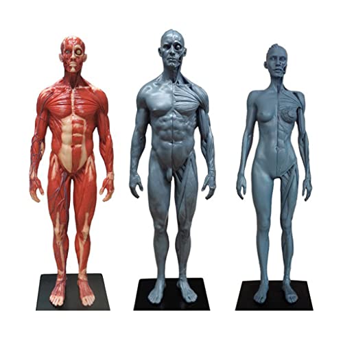 30CM Männlich Weiblich Körper Muskel Anatomisches Harz Menschlicher Schädel Kopf Körper Muskel Knochen Modell Menschlich 30CM Männlich Weiblich Körper Muskel Anatomisches Harz Menschlicher Schädel Kopf Körper Muskel Knochen Modell Menschlich von Generic