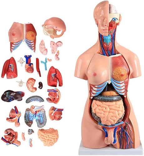 3D-Menschliches Torso-Modell von 85 cm (23/40 Einzelteile), Menschliches Torso-Modell. Anatomisches Modell des Körpers m von Generic