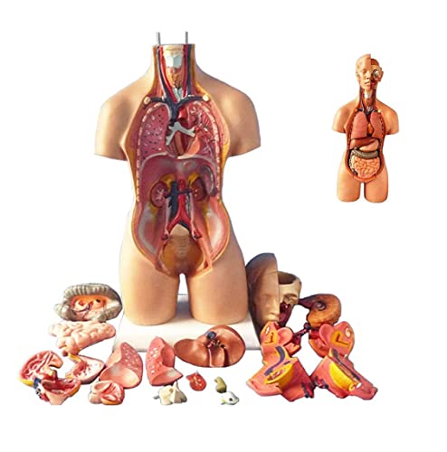 55 cm Torso-Montagemodell Anatomische innere Organe des menschlichen Körpers menschlicher Körper Menschlicher Körper Ana von Generic