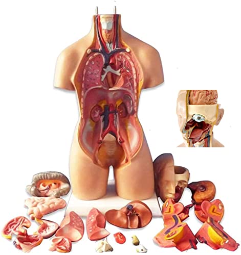 55 cm menschliches Skelettmodell, menschlicher Torso, Körpermodell, abnehmbare Teile menschlicher Organe, 4D-anatomische 55 cm menschliches Skelettmodell, menschlicher Torso, Körpermodell, abnehmbare Teile menschlicher Organe, 4D-anatomische von Generic