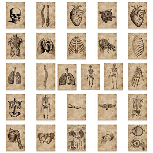 56 Pcs Anatomie Und Physiologie Die Körperstrukturaufkleber Skelettabziehbilder Vintage Medical Sticker Dekoration von Generic