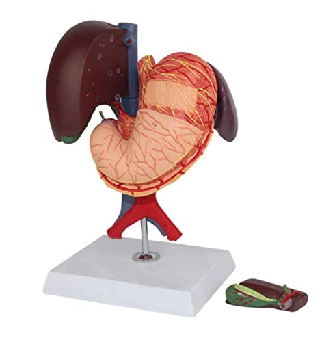 6 Teile Leber Gallenblase Bauchspeicheldrüse Milz Magen Bauchspeicheldrüse Gallenblase Modell, menschliche Lebensgröße L 6 Teile Leber Gallenblase Bauchspeicheldrüse Milz Magen Bauchspeicheldrüse Gallenblase Modell, menschliche Lebensgröße L von Generic
