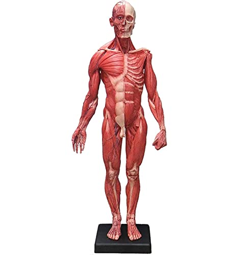 60 cm Skulptur Menschliches Muskel-Skelett-Anatomiemodell Medizinische Lehre Menschlicher Körper Muskelmodell Bewegungss von Generic