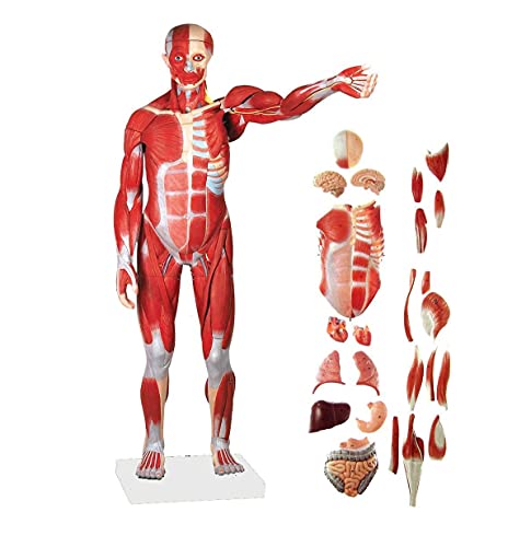 78 cm großes anatomisches menschliches Muskelfigurenmodell, 27-teilig, 1/2 Lebensgröße, zum Lehren/Studium der menschlic von Generic