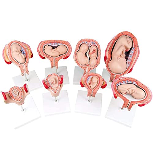 8 Stück menschliches anatomisches Embryonalentwicklungsbildungsmodell, menschliches Schwangerschaftsentwicklungsprozessm 8 Stück menschliches anatomisches Embryonalentwicklungsbildungsmodell, menschliches Schwangerschaftsentwicklungsprozessm von Generic