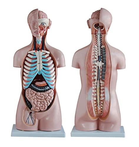 85 cm Torso-Modell, 20 Teile, menschliches Aual-Torso-Modell, Halbkörper-Büsten-Anatomiemodell mit inneren Organen, anat von Generic