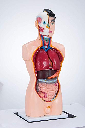 85 cm großes Torsomodell, viszerale Anatomie, medizinisch, Modellkörper, PVC-Vorlagen, 19 Teile menschliches Anatomiemod 85 cm großes Torsomodell, viszerale Anatomie, medizinisch, Modellkörper, PVC-Vorlagen, 19 Teile menschliches Anatomiemod von Generic