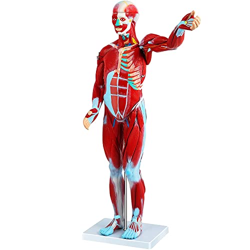 Abnehmbare 27-teilige menschliche Muskelfigur, muskulöser Anatomie-Modell, halbe Lebensgröße menschlicher Muskeln und Or von Generic