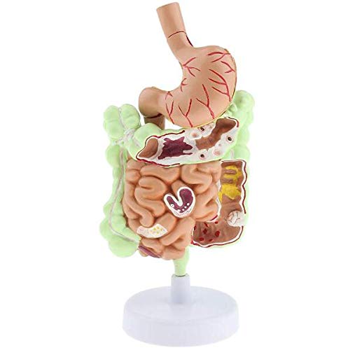 Anatomie 1: 1 Lehrmodell des menschlichen Verdauungssystems, 16 * 11 * 5,5 cm Anatomie 1: 1 Lehrmodell des menschlichen Verdauungssystems, 16 * 11 * 5,5 cm von Generic