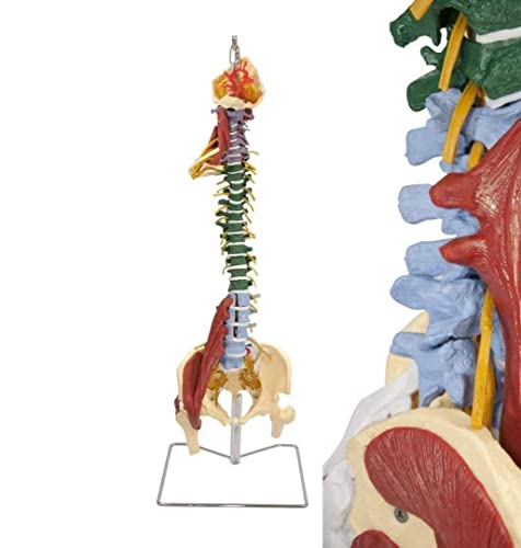 Anatomie 85 cm menschliches Wirbelsäulenmodell, lebensgroßes Wirbelsäulenmodell, Anatomie, Muskelwirbelsäule mit Ständer von Generic