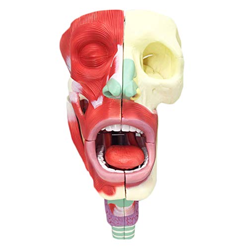 Anatomie-L-Hohlraum-Hals-Modell – Anatomisches Modell menschlicher Organe – PVC-Material Neurovaskuläres Anatomiemodell von Generic