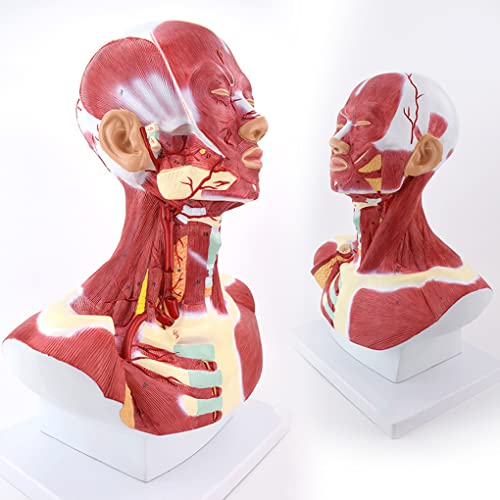 Anatomiemodell der Kopf- und Halsmuskulatur, Modell der Kopf- und Halsmuskulatur, Modell der Halsschlagader, Anatomie de von Generic