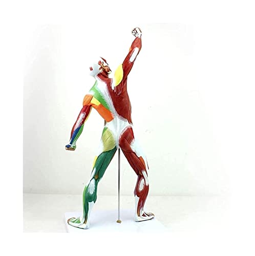 Anatomiemodell des menschlichen Muskels und Skeletts. Anatomisches Modell des menschlichen Muskels. Modell des menschlic von Generic
