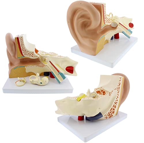 Anatomiemodell des menschlichen Ohrs 3 Teile (2 abnehmbar) Modell des menschlichen Ohrs 3D-Anatomie des Außenohrs, Mitte von Generic