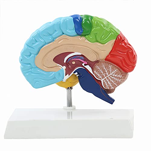 Anatomische Modelle Modell des menschlichen Gehirns, 1:1, lebensgroßes menschliches Gehirn der rechten Hemisphäre, Anato von Generic