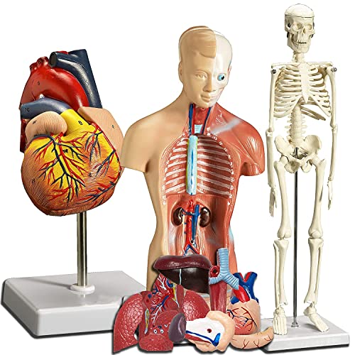 Anatomisches 3D-Modell, menschliches Herz, Rumpf und Skelettmodelle, Lernset für Kinder, 3-teiliges anatomisches praktis Anatomisches 3D-Modell, menschliches Herz, Rumpf und Skelettmodelle, Lernset für Kinder, 3-teiliges anatomisches praktis von Generic