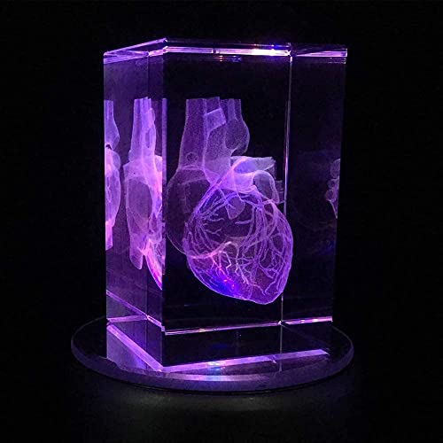 Anatomisches 3D-Modell des menschlichen Herzens aus Glas mit LED-Basis, Briefbeschwerer (geätzt) in Kristallwürfel, wiss von Generic