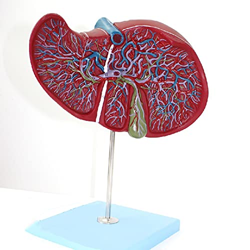 Anatomisches Lebermodell, menschliches Leberanatomiemodell, PVC-Kunststoff in natürlicher Lebensgröße, schulmedizinische von Generic