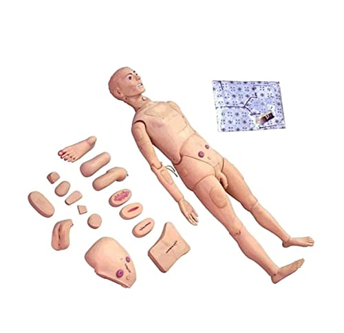 Anatomisches Modell, Patientenpflegepuppe, PVC, 170 cm, männliche Puppe, professioneller Trainingssimulator, grundlegend von Generic