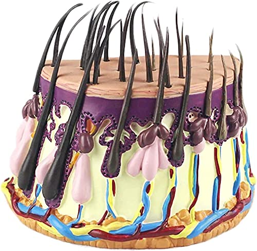Anatomisches Modell, menschliches Haar, Haut, Vergrößerung, Haarwachstumsprozess, Haarfollikel, Anatomie, wissenschaftli Anatomisches Modell, menschliches Haar, Haut, Vergrößerung, Haarwachstumsprozess, Haarfollikel, Anatomie, wissenschaftli von Generic