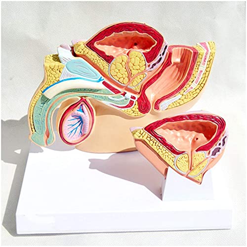 Anatomisches Modell der Blase – menschliches Organanatomiemodell männliches Organmodell – medizinisches anatomisches no von Generic