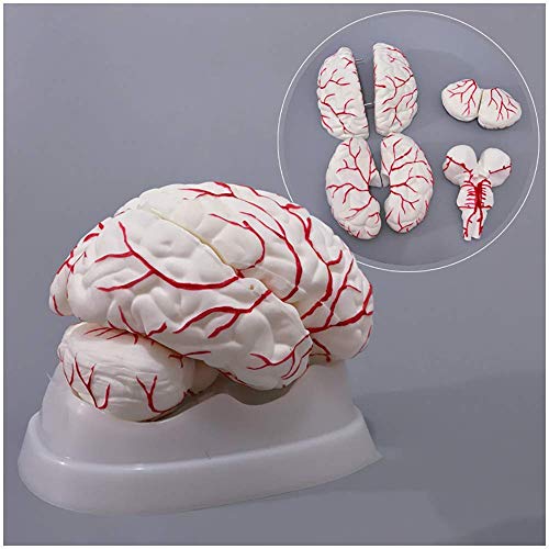 Anatomisches Modell des Gehirns – Modell des menschlichen Gehirns Modell der Hirnarterie – Abnehmbares 8-teiliges mediz von Generic