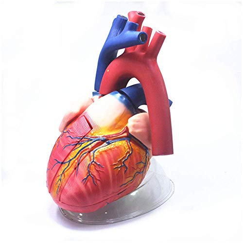 Anatomisches Modell des Herzens – 4-Fach vergrößertes Herzmodell – Anatomisches Modell menschlicher Organe – medizinisc von Generic