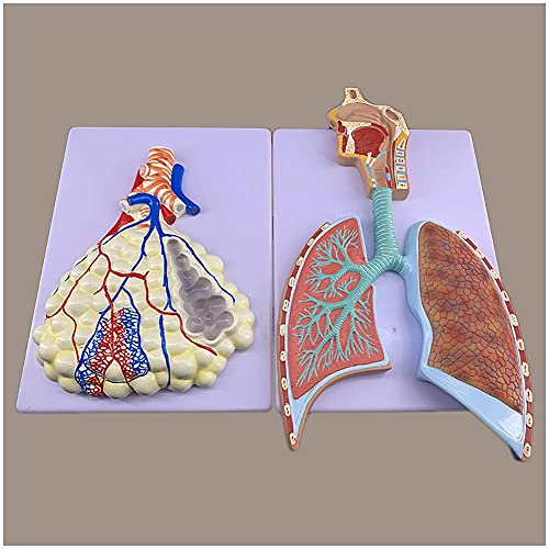 Anatomisches Modell des menschlichen Atmungssystems – Anatomiemodell menschlicher Organe, Segment, Lunge, Hohlraummodell von Generic